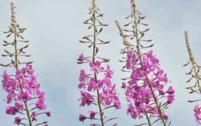 Zápal: tichý nepriateľ, ktorý nám chce pomôcť, ale často to preženie