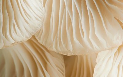 Huba, ktorá chráni: hliva ustricová a jej skryté benefity 🤫