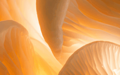 Beta-glukán: Tréner, ktorý pripraví vašu imunitu na každý útok 💪🏼